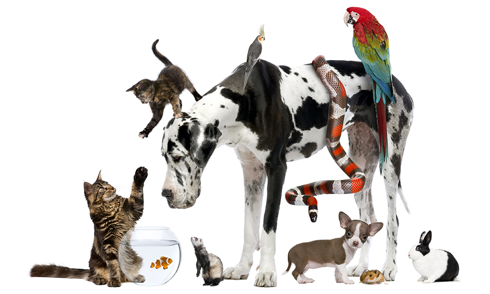 Pet franchise: Group of pets together in front of white background.